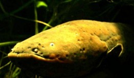 电鳗最新爆料图片大全,高清图片大全揭秘神秘生物世界